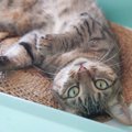 愛猫が『下心を持っている』ときに見せる5つの行動　どんな企みを秘めてい…