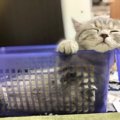 かわいい子猫の画像７２連発！皆様からお寄せ頂いたかわいすぎる写真…