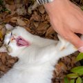 愛猫からのお願い。飼い主にやめてほしいこと12コ