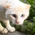 警戒心が強かったガリガリの野良猫を保護したら…胸が熱くなる『現在の様子…