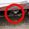 危険な排水溝から子猫の鳴き声…困難を極める救出活動の行方は？