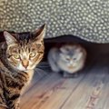 猫が飼い主に『嫉妬』している時にする行動５選！愛猫もこんなアピー…