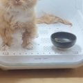 ドライヤーハウスの中に入れられた猫→顔を見てみたら…まさかの『表情…