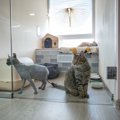猫の老後のために知っておくべき『施設やサービス』5つ　利用に関する知識…