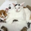 後輩を『猫枕』にした先輩猫...あまりの『ふてぶてしい』態度に「凄い貫禄…