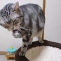 スリルを求めて？猫ちゃんのギリギリ毛づくろい