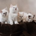 ふかふかの猫が大集合！思わずモフモフしたくなる画像6選