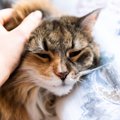 猫の『体調不良』を早く知る方法はある？5つのチェック項目