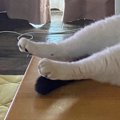 冷房の効いた部屋→机の上を見ると、『猫』が…お手本のようなくつろぎ方に…