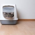 猫がトイレで寝るのって普通のこと？