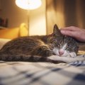 猫の「終生飼養」とは？最期まで飼い主の責任を果たすために考慮すべ…