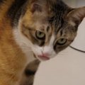 猫ちゃんの吐き戻し防止！療法食フードに挑戦