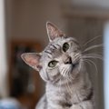 猫が『首をかしげている』ときの理由4選　どんな意味があるの？病気や…
