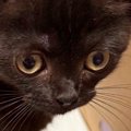 不動産屋に『猫の飼育申請』をしたら、結果は『否認』…まさかの『受理され…