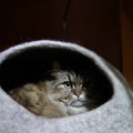 『台風が苦手』な猫の行動5つ！飼い主がしてあげられる心のケア方法も