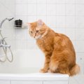 猫はなぜ『お風呂場をのぞきたがる』？考えられる4つの心理　風呂場で…