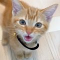 『ニャアーーーーー』と全力で鳴いてきた子猫→思わず笑ってしまった次の瞬…