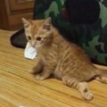 道路の真ん中に横たわっていた子猫を保護したら…成長の軌跡と『11年後…
