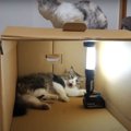 猫ちゃんたちの秘密基地？明るくて快適だにゃ〜！