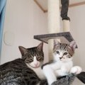 先住猫のストレスチェック！後輩猫にしがちな行動と心理５つ