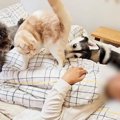 飼い主が『体調不良』で寝込んでいると、猫と犬が…涙あふれる『優しい光景…