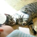 されるがまま？猫ちゃんと子ども達の遊び方♡