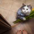 本当にあった猫の恩返し！驚きのエピソード3選