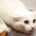 猫が『嫌な感情』を表しているサイン７つ！気持ちを知るにはここをチ…