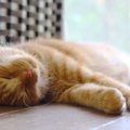 猫はどんな環境なら安心できる？整えてあげたい５つのこと