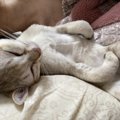 猫が『子猫モード』に切り替わるシーン5選