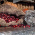 【獣医師監修】猫はクランベリーを食べても大丈夫！膀胱炎の予防効果は？…