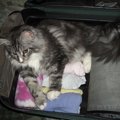 【獣医師監修】ブランブルってどんな猫？特徴や性格から飼う前の注意点・…