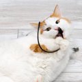 こんな愛猫の行為が命取りに！今すぐやめさせたい猫の『問題行動』3選