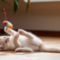 猫の『テンション』を上げるもの3選　愛猫の暮らしを活気づける上手な…