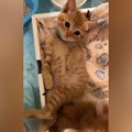 仰向けの状態でくつろいでいた茶トラの子猫→くるくると体勢を変えて…思わ…