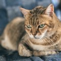 猫が『嫌いな人』だけにする態度５選