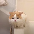 猫を『1年ぶりに洗ってみた』結果…露骨に嫌がる様子がおもしろすぎる…