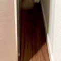『いなくなった猫』を探していると、狭い隙間の中で…まさかの瞬間が可…