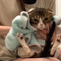 シャンプーで濡れたパパ猫さんに動揺しちゃう息子猫くん！