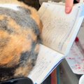 勉強中のお兄ちゃん→猫が『教科書の上』に乗ってきて…『ネコハラを受ける…