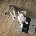 猫が『痩せていく』ときに疑われる原因3つ　キチンと食べているのになぜ？…