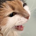 『お風呂』に入れられた猫→大きな声で鳴きだして…『猛抗議の様子』が可愛…