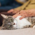猫が『亡くなる直前』にしてあげたい4つのこと　安らかな最期を迎えるため…