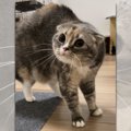 犬のマスクをして"猫"にあってみたら…「不審者扱いされる飼…