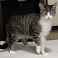 オス猫ちゃん、今日も乙女心の勉強中