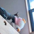 『ぬいぐるみを頑張って運ぶ猫』を見守っていたら…ちょっぴり切ない瞬…