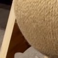 新しく買った『猫用グッズ』を置いたら……愛猫が見せた『まさかの使い方』…
