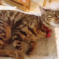 夜だけは…♡母猫も子猫のように甘えちゃいます！