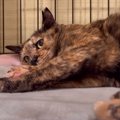 元野良猫が『初めてのマタタビ』で見せた反応とは……？普段とは違う様子が1…