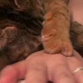 2日ぶりに飼い主と再会した猫→甘えん坊ぶりが爆発して…尊すぎる光景が20万…